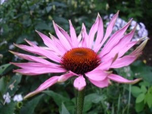 echinacea - powerful medicinal plants