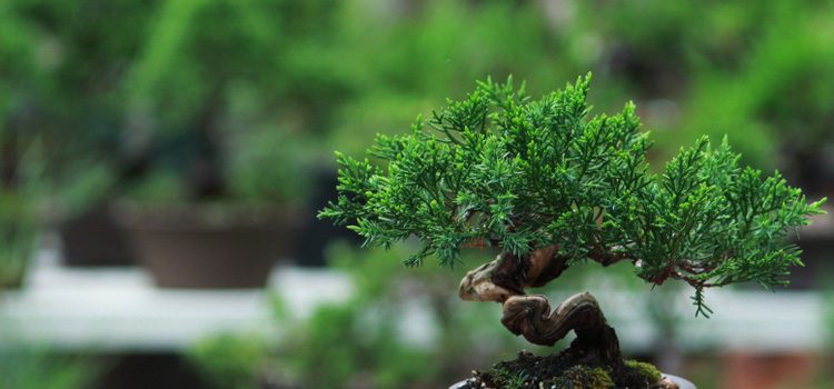 grow a bonsai