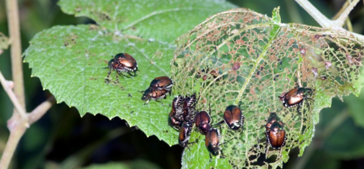 beneficial insects